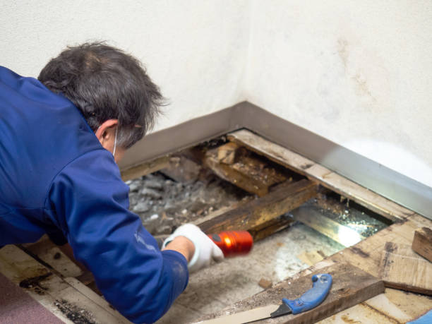 Best Crawl Space Mold Removal  in Tornillo, TX