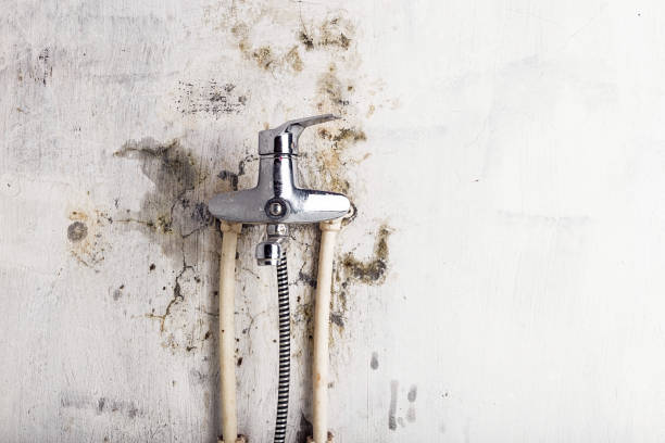 Best Commercial Mold Removal  in Tornillo, TX
