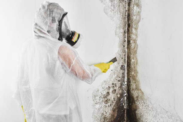 Attic Mold Removal in Tornillo, TX