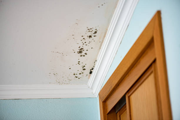 Best Commercial Mold Removal  in Tornillo, TX