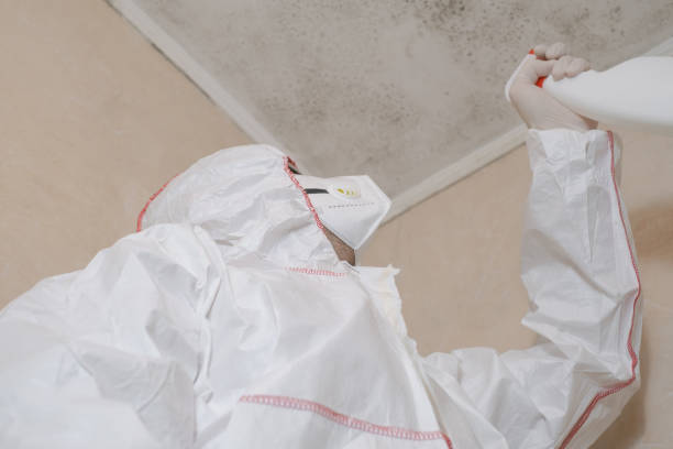 Best Local Mold Removal Service  in Tornillo, TX