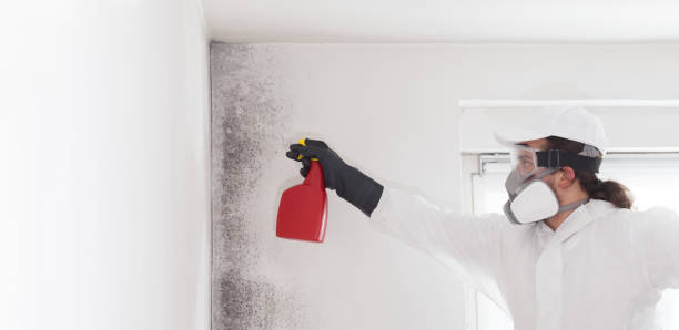 Best Local Mold Removal Service  in Tornillo, TX