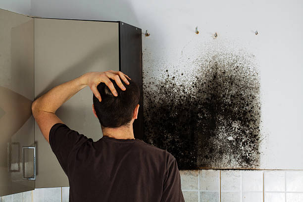Best Mold Remediation  in Tornillo, TX