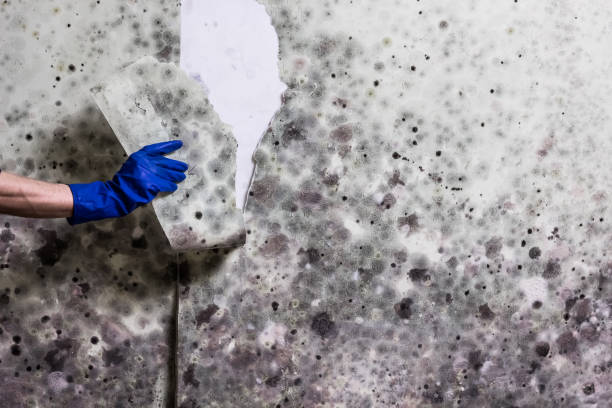 Best Home Mold Removal  in Tornillo, TX