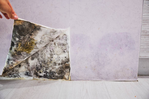 Best Professional Mold Removal  in Tornillo, TX